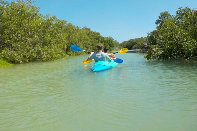 Kayaking Tour Through the Mangroves in Isla Holbox - Wildlife