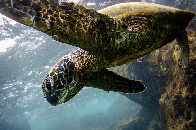 Kealakekua Bay (Captain Cook) Snorkeling - Private Boat Tour Details