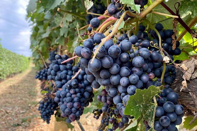 Kelowna Small-Group Five-Winery Experience  - Kelowna & Okanagan Valley - Discover the Unique Terroir of Kelowna