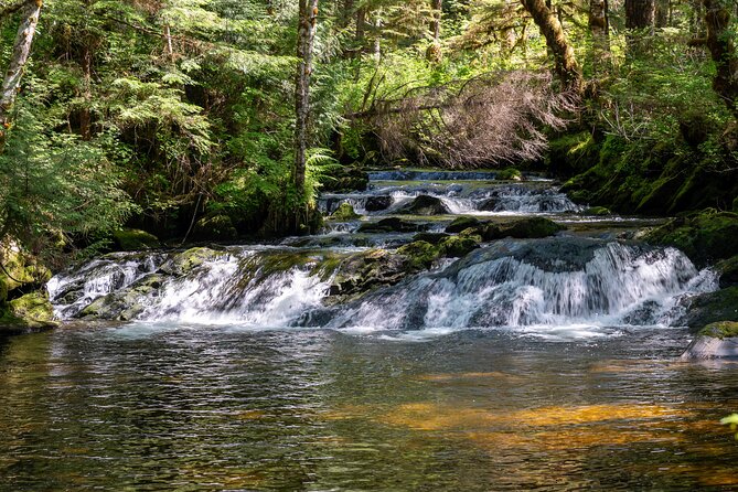 Ketchikan Magical Old-Growth Creek Trek Guided Tour - Additional Information and Requirements