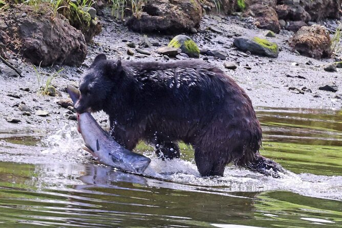 Ketchikan Private Wildlife and Native Village Tour - Pickup and End Points