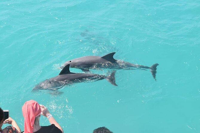 Key West: Dolphin Watching Cruise & Snorkeling Unlimited Beer & Soda - Meeting and Pickup