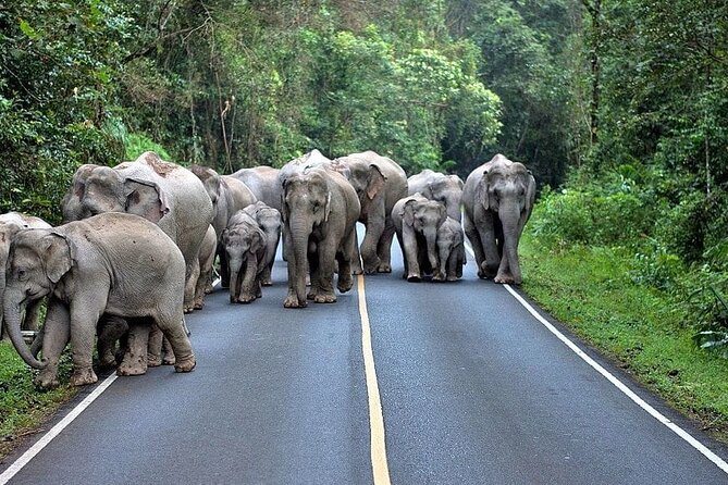 Khao Yai National Park Jungle Trekking Day Trip From Bangkok - Cancellation Policy