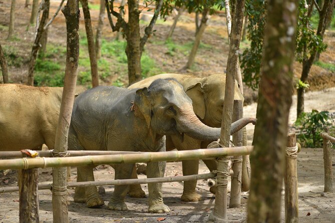 Khaolak Elephant Sanctuary Tour With ATV Bike and Lunch - Elephant Sanctuary Experience