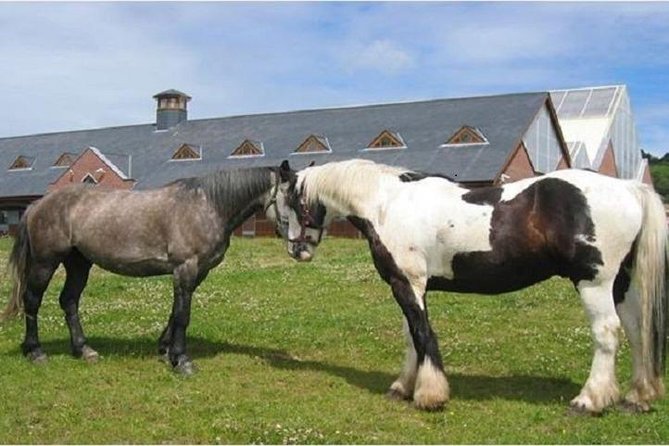 Killarney National Park Horseback Ride. Co Kerry. Guided. 2 Hours. - The Sum Up