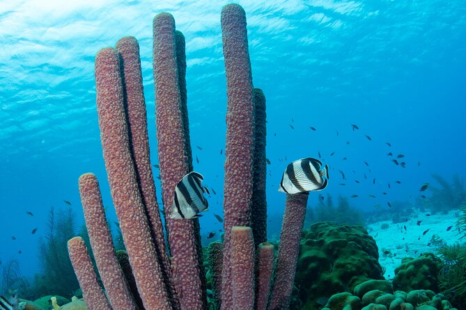 Klein Bonaire Marine Park Snorkeling Excursion - Highlights and Memorable Moments From the Snorkeling Adventure