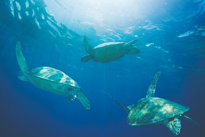 Kona Coast Sailing and Snorkeling Cruise With Lunch  - Big Island of Hawaii - Boat Cruise on a Catamaran