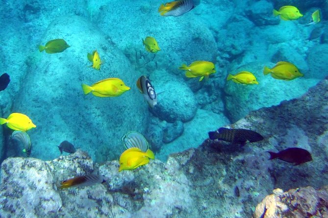 Kona Shore Excursion: Wild Dolphin - Reefs -Sea Caves - (Small Group) - Wildlife Encounters