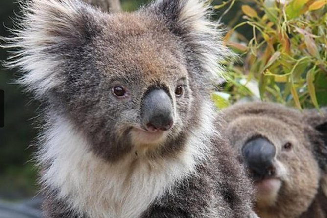 Kuranda Koala Gardens General Entry Ticket - Unique Wildlife Experience