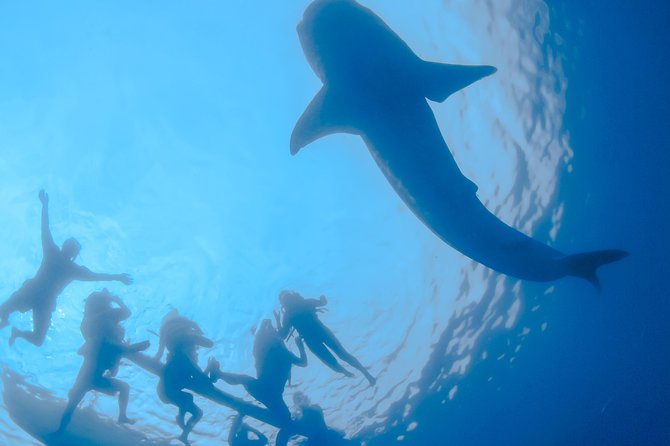 La Paz Whale Shark Snorkeling Tour and Lunch From Los Cabos - Lunch and Facilities