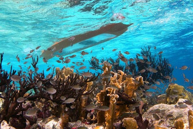 Lac Bay National Park Clear-Bottom Kayak and Snorkeling Tour  - Bonaire - Tour Highlights and Positive Reviews