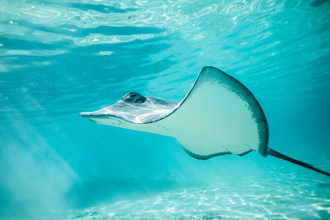 Lagoon Tour in Moorea in Small Group With Lunch - Common Questions