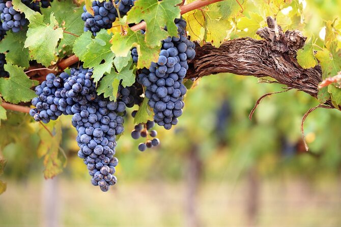 Lake Country Half Day Guided Wine Tour With 4 Wineries - Common Questions