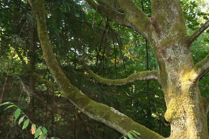 Lake, Old Growth Trees and Columbia City: Beautiful Natural Spaces and History - Whats Included and Start/End Time