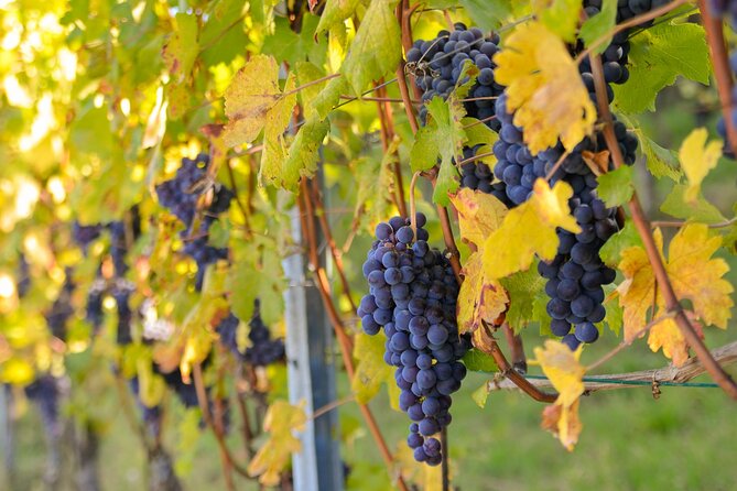 Langhe Del Barolo" Private E-Bike Tour - Asphalt and Dirt Road - Itinerary Overview