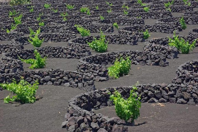 Lanzarote Bus Tour With Camel Ride and Wine Tasting - Cancellation Policy