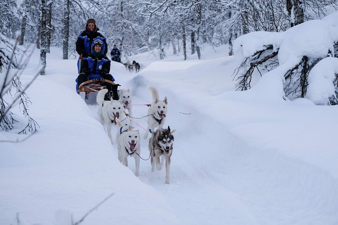 Lapland Husky Sled Safari From Tromso - Guides and Instructions