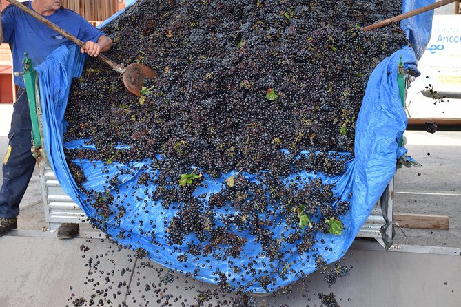 Lecce Winery Tour and Tasting - Booking Process