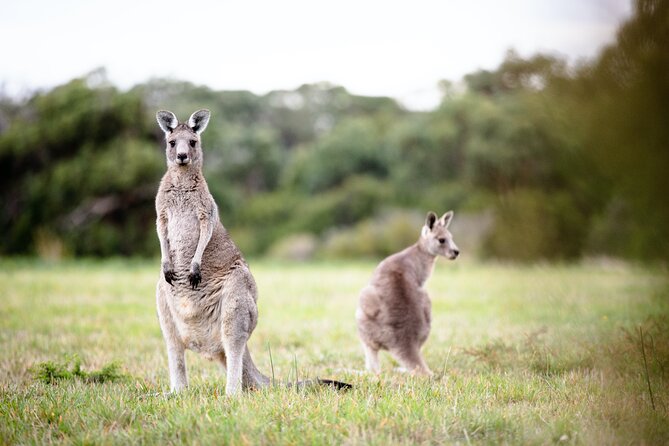 LGBTQ Friendly 3 Day Tour The Grampians, Daylesford & Ballarat - Day 2: The Grampians - Ballarat