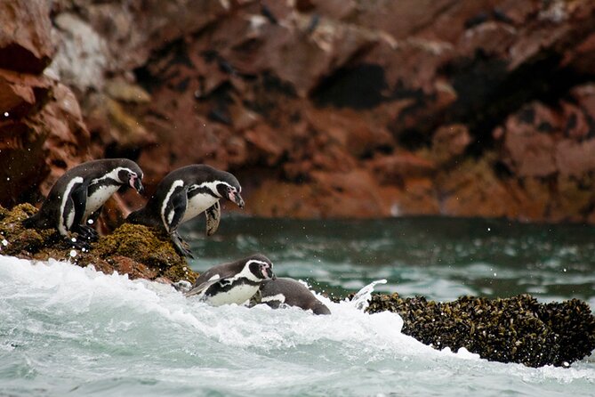 Lima Full Day Tour: Paracas and Huacachina Oasis - Important Information and Travel Tips
