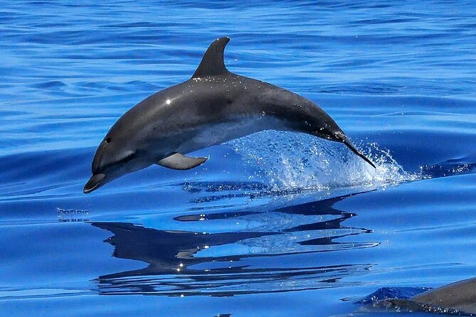 Lisbon Cruise With Dolphin Watching - Overview of the Experience
