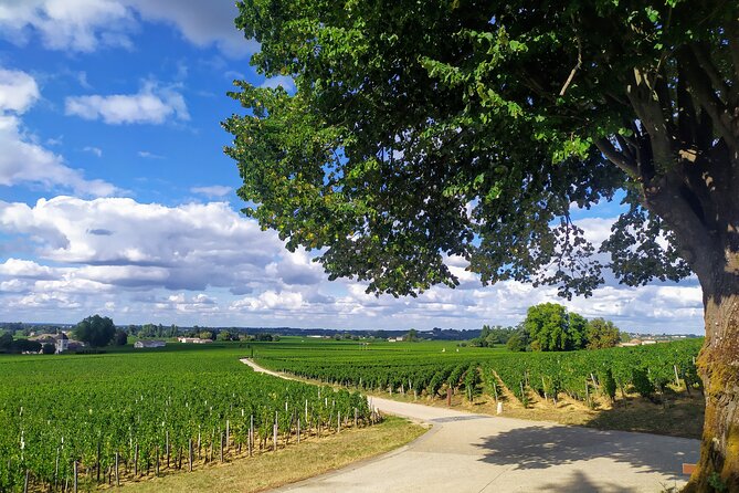 Local Guide - Wine Expert - Private Tour - Taste the Real Macaron of Saint-Emilion