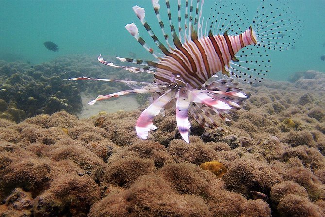 Local Reef Snorkelling and Deserted Beach - Tour Details