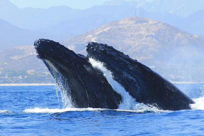 Los Cabos Whale Watching (Transportation and Pictures Included) - Transportation and Logistics
