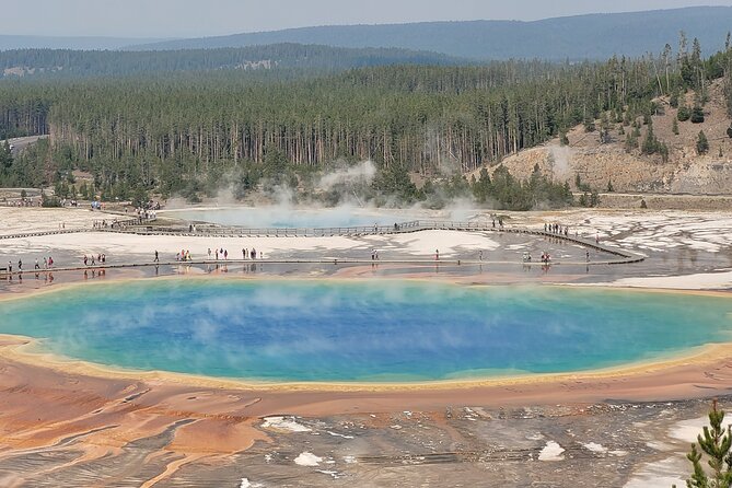Lower Loop Yellowstone - Hydrothermal & Wildlife - Wildlife Spotting