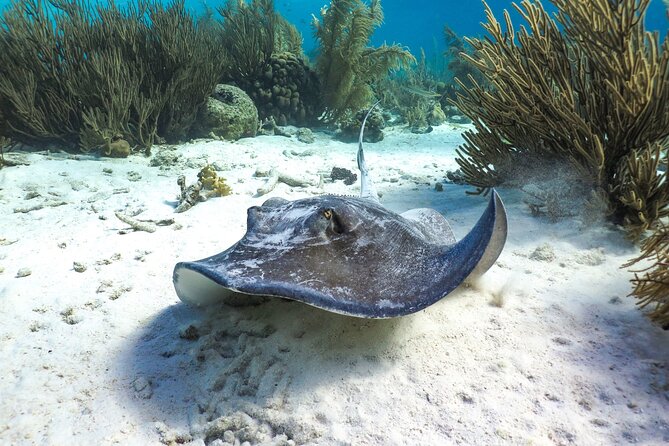 Luxury Snorkel Trip on a Spacious Wooden Schooner and Local Lunch - Local Lunch Details
