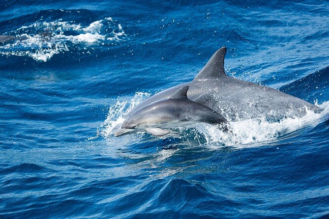 Luxury Whale Watching - Fewer People, Extra Speed, Expert Staff - Intimate Atmosphere for Maximum Relaxation