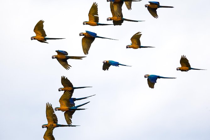 Macaw Claylick (Chuncho Most Visited) Full Day - Traveler Reviews and Ratings