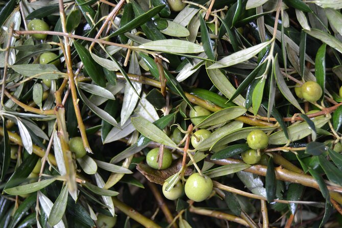 Mallorca Bodega Tour With Olive Oil & Wine Tastings (Half Day) - Tasting Experience
