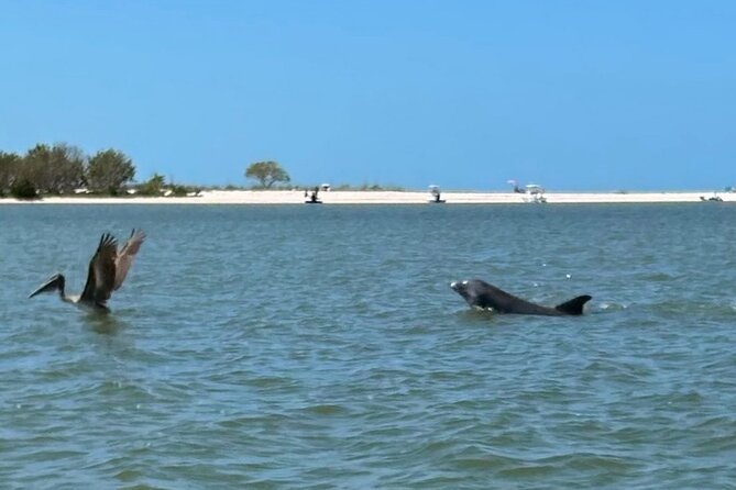 Manatee, Dolphin and 10,000 Islands Sunset Cruise! - Cancellation Policy