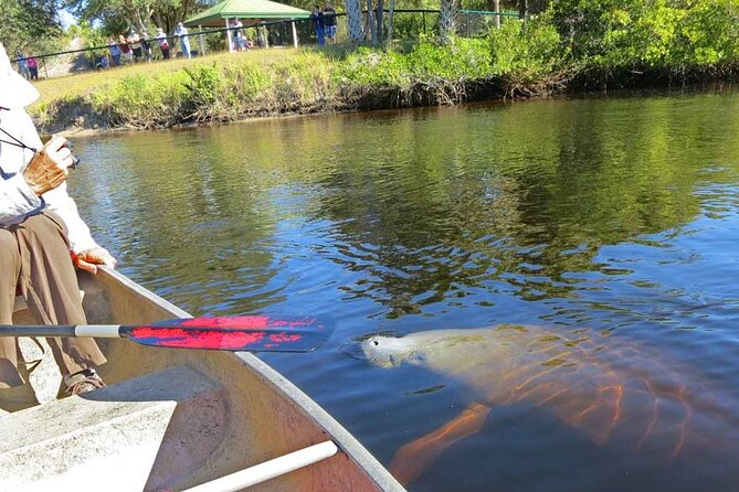 Manatee Kayak Encounter - Experience and Accessibility