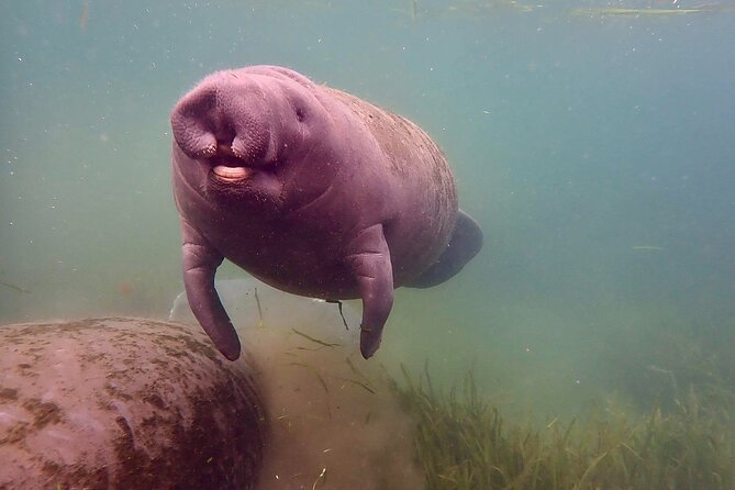 Manatee Snorkel Tour From American Pro Diving Center - Snorkeling Equipment and Amenities