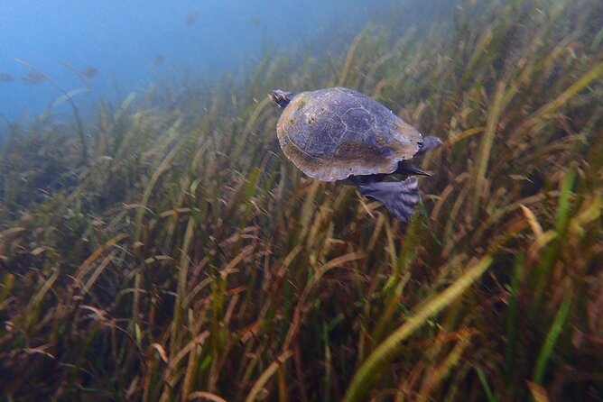 Manatees and Rainbow River by SCUBA or Snorkel - Observing Manatees in Their Natural Habitat