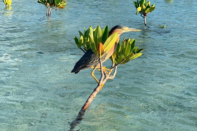 Mangrove & Iguana Clear Kayak Tour - Experiences and Recommendations