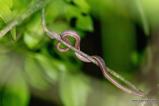 Mangrove Nocturnal Wildlife - Behavior and Adaptations of Mangrove Nocturnal Wildlife
