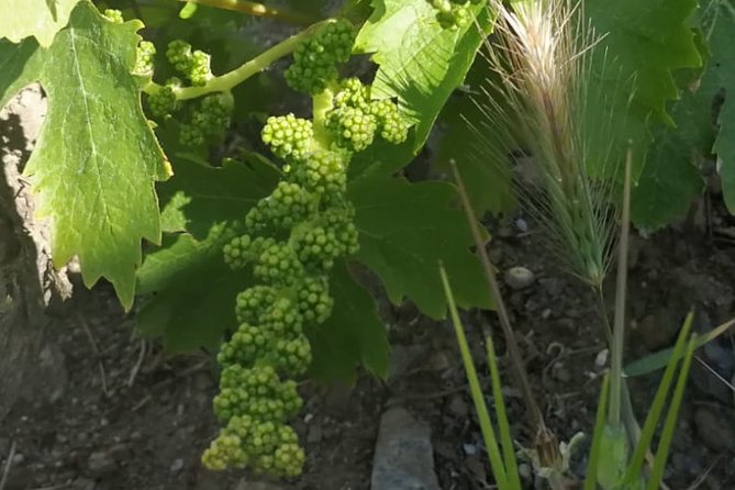 Manilva & Gaucin Wine Tour From the Costa Del Sol - Minimum Travelers
