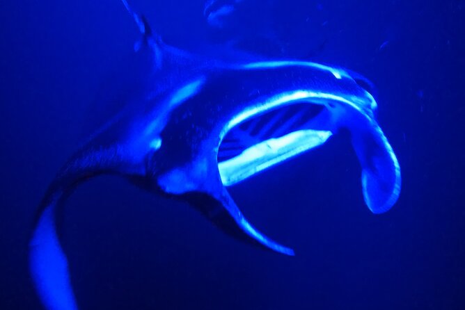 Manta Ray Night Snorkeling Adventure in Kailua-Kona - Booking and Reservation
