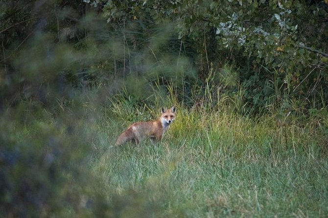 Marais De Sionnet: Private Bird Watching and Photography Trip  - Switzerland - Meeting and Pickup Information