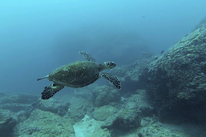 Marietas Islands National Park Excursion for Certified Divers - Diving Highlights