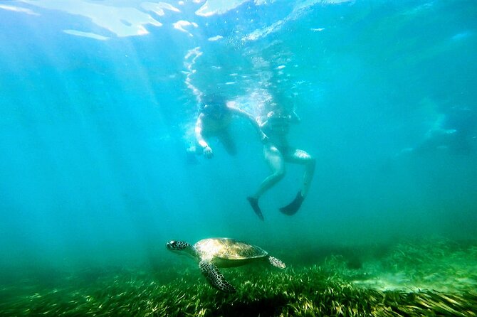 Marine Sanctuary Snorkelling Trip  - Puerto Rico - Overview of the Snorkeling Trip