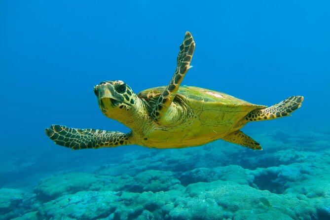 Marmaris and Icmeler Dalyan Turtle Beach Tours - Weather and Minimum Travelers