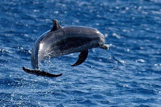 Martinique Half-Day Small-Group Dolphin Watching Tour - Cancellation Policy