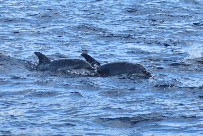 Martinique Small-Group Half-Day Dolphin Watching Tour - Important Information