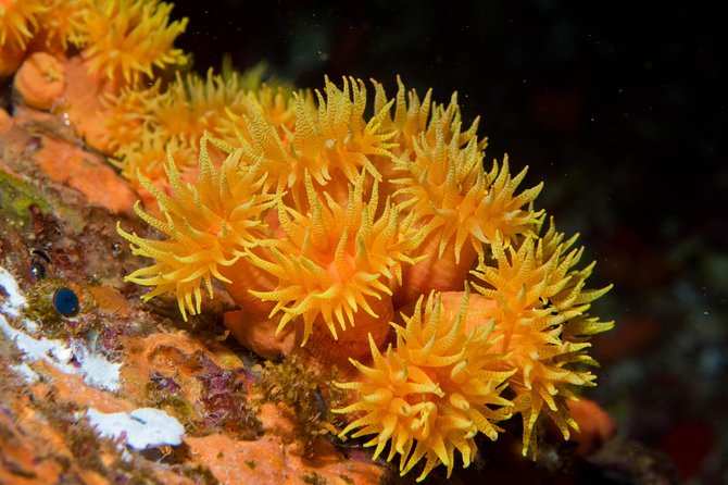 Maui Night Certified Scuba Diving Tour From Lahaina - What To Expect