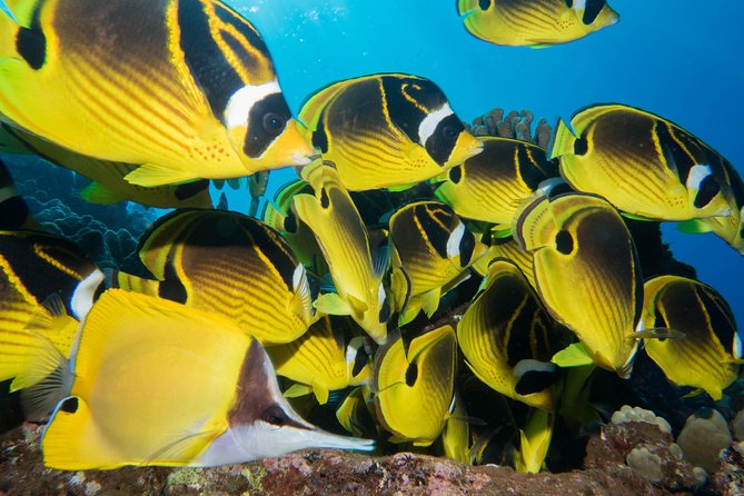Maui Scuba Diving Introductory Lesson From Lahaina - Requirements and Restrictions