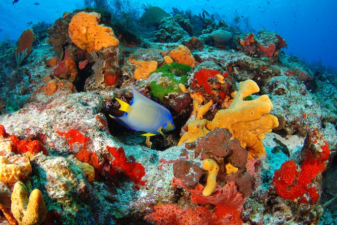 Mayan Adventure Snorkeling Tour From Playa Del Carmen or Riviera Maya - Reviews and Ratings